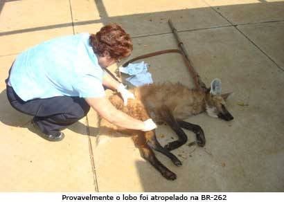 Lobo-guará é encontrado ferido e já recebe tratamento