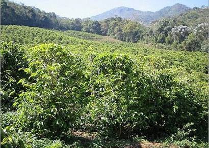 Produtor de café deve providenciar laudo técnico sobre granizo