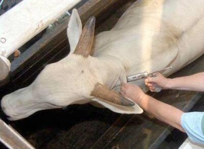 Vacinação contra a aftosa começa na segunda-feira