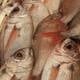 Mais de 500 quilos de peixes são apreendidos em Minas