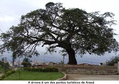 Vereadores mudam nome de árvore histórica e nomeiam espaço que não existe