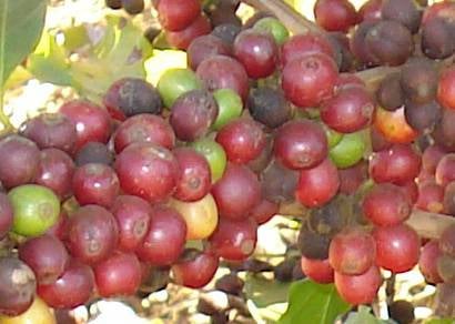 Minas é pioneira na certificação de propriedades cafeeiras