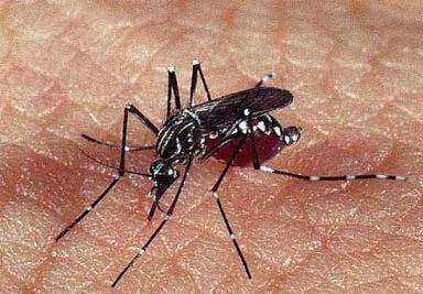 Setor de Zoonoses inicia mutirão contra a dengue na próxima semana
