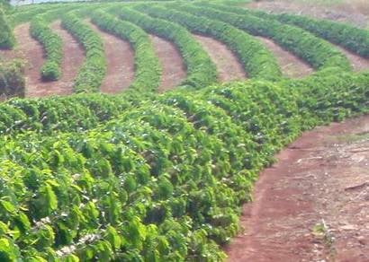 Estudo aponta reaproveitamento da água de lavagem do café