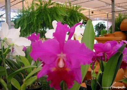 FCCB anuncia Mostra de Orquídeas em comemoração ao Dia Internacional da Mulher