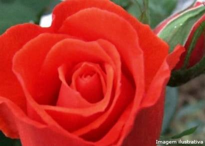 Rotary de Araxá promove Campanha das Rosas para acabar com a poliomielite no mundo
