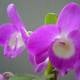 Mostra de Orquídeas é cancelada pelos organizadores