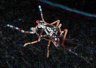 Conheça as verdades e as mentiras sobre a dengue