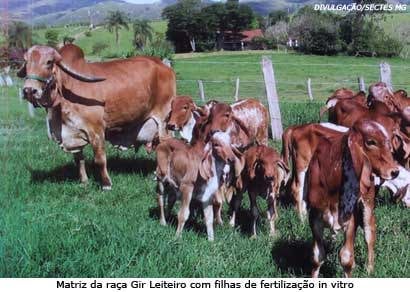 Minas terá Centro de Inteligência em Genética Bovina