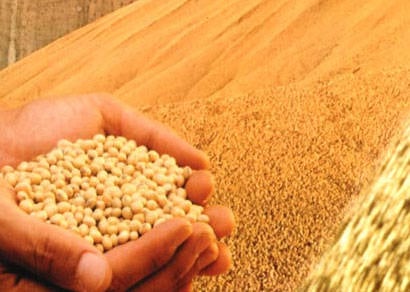 Safra de grãos deve cair 8,7% este ano, segundo o IBGE
