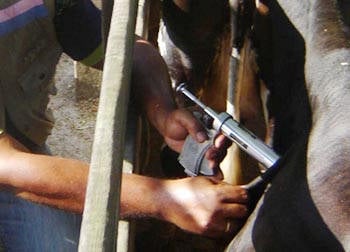 Índice vacinal contra febre aftosa supera o ano passado