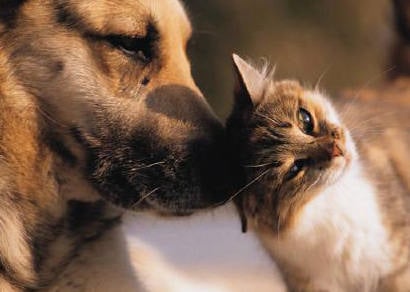 Vacinação de cães em Araxá supera a meta