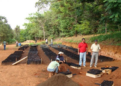 Prefeitura inicia distribuição de 19 mil mudas de maracujá em janeiro