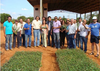 Produtores rurais recebem mudas de eucalipto