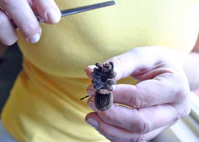 SES alerta para acidentes com animais peçonhentos