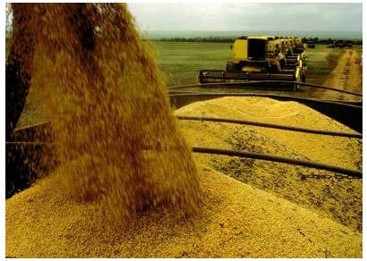 Exportações de soja em Minas crescem 84%