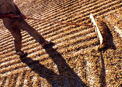 Vereadores aprovam projeto do Executivo para a construção de terreiros de café