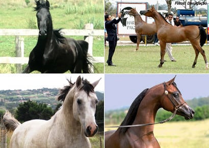 Juízes internacionais confirmam presença na Exposição do Cavalo Árabe