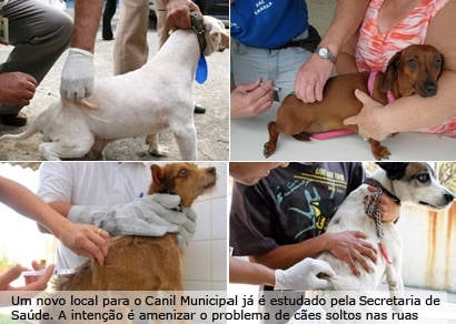 Começa a vacinação de cães e gatos em Araxá