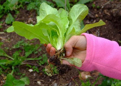 Cultivando Saúde incentiva a importância do alimento saudável