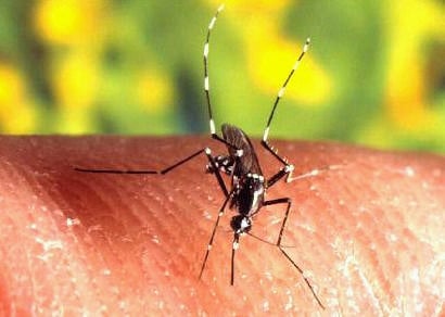 Secretaria Municipal de Saúde alerta para o combate à dengue