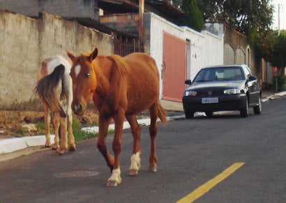 Câmara aprova projeto de lei que proíbe animais soltos em vias públicas