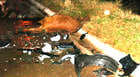Nove vacas causam acidente na BR-262