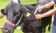 Prazo de vacinação contra febre aftosa termina domingo