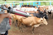 Pecuaristas mineiros vacinam bovinos contra febre aftosa em maio