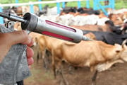 Estado alcança 98,5% de cobertura vacinal contra a aftosa em maio