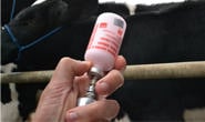 Campanha de Vacinação contra a Febre Aftosa começar nesta sexta-feira