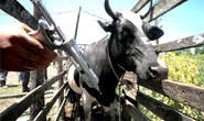 Minas Gerais supera meta estabelecida para vacinação contra a febre aftosa