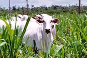 PIB do agronegócio de Minas Gerais bate recorde em 2013