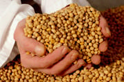 PIB do agronegócio de Minas Gerais em 2010 bate recorde histórico