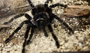 Saúde alerta sobre aumento de acidentes com animais peçonhentos no verão