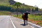 Animal bovino solto na rodovia causa acidente