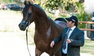 Cavalo Árabe realizará 7ª Exposição Tauá em Araxá