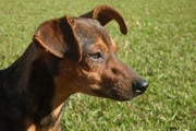 Aposentada é atacada por vira-lata