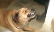Ajuda colega embriagado e acaba sendo mordido por cachorro
