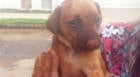 Cachorro é resgatado depois de ser enterrado vivo em Araxá