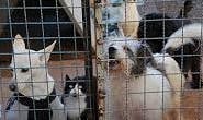 Morador registra perturbação de cães e reclama da vizinha