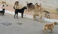 Mulher acusa vizinha de maltratar cães recolhidos na rua