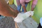 Vacinação de cães e gatos contra raiva já acontece na zona urbana