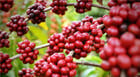 Cultivo de café e oliveira é tema do Dia de Campo em Araxá