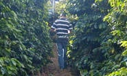Minas atrai indústria de café para agregar valor ao produto