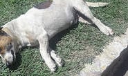 Homem mata cachorro com barra de ferro e foge