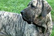 Mãe e filho são atacados por cachorro
