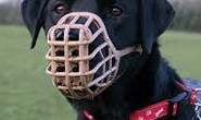 Mulher sofre fratura no punho e culpa cachorro da vizinha