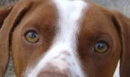 Cachorro ataca criança de 5 anos