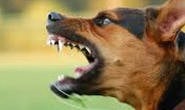 Bombeiros fazem captura de cachorro agressivo